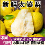 甜缤纷烟台太婆梨山东梨子啤梨香蕉梨大头梨茄梨软梨新鲜水果生鲜 2斤活动装（净重1.6斤）