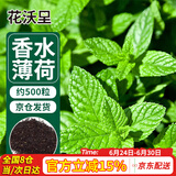 花沃里香水薄荷种子500粒/包花卉种子四季花种家庭盆栽土阳台庭院种