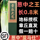 田良季正宗山东章丘大葱【顺丰速运】高白脆甜新鲜水果蔬菜葱特产送礼品 净重8斤|葱王1.5米礼盒【送礼款】 顺丰礼盒装【脆甜丨去皮去半叶】