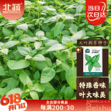 北蔬 荆芥种子种苗河南大叶四季种蔬菜种籽 大叶荆芥种子25g约1.2万粒