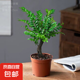 小叶紫檀盆景老桩绿植中式盆栽室内办公桌面茶几花卉摆件好养易活 3年老桩小叶紫檀1盆【25-30厘米】+原盆土+肥