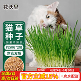 花沃里猫草种子50g*2包小麦草籽 花种子水培盆栽土太阳花卉种子阳台庭院