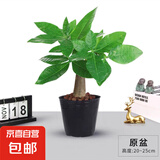 ⭐【包活】发财树盆栽鲜花绿植物办公室内吸甲醛绿萝文竹水培易养 【粗2-3cm】单杆发财树【原盆】