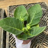 重瓣大岩桐花苗富贵芙蓉花卉室内观赏盆栽带花苞基地直发四季开花 红色白边 【带花】约15-20cm高 带盆栽好