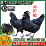 羽富贵正宗乌骨鸡新鲜现杀农家散养乌鸡公鸡五黑鸡老母鸡滋补煲汤月子鸡 当天宰杀/每只保留(鸡心肝胗) （2只乌骨鸡）净重3.5-4.5斤-生态散养200天