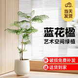 叹为观止 大型盆栽 单杆辫子发财树天堂鸟绿萝散尾葵办公室内开业乔迁礼品 蓝花楹1.4-1.6米【聚宝盆】 含盆