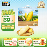 北纬47°杂粮礼盒 4斤 黄糯鲜玉米5根+白糯鲜玉米5根 早餐苞米礼盒装