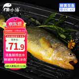黄小渔【冰鲜】宁德黄花鱼 3斤/2-3条 大黄鱼 海鲜水产生鲜夜宵源头直发