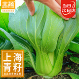 北蔬 上海青种子种苗小油菜夏秋季抗热盆栽蔬菜种籽 上海青种子2000粒