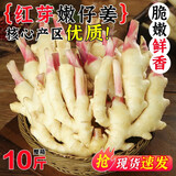 嫩姜新鲜仔姜子姜山东红芽生姜四川指头姜非云南小黄姜老醋鲜姜 带箱 5斤 现挖现发