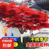 红枫树日本红枫树苗造型别墅庭院园林绿化苗盆栽红枫树苗 四季红 包品种 中国红【三季红】 4厘米粗1.6米高树形优美 带土球