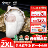 贝司令（BEISILING）【鲜活】乳山生态生蚝牡蛎贝类烧烤源头直发2XL净重9斤端午聚餐