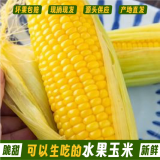 牛爱鲜 云南新鲜水果甜玉米头茬现摘金银玉米新鲜玉米现摘带皮发货 净重4.5斤单果200g+品质装