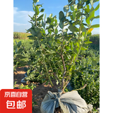 蓝莓树苗盆栽带果当年结果南北方种植兔眼特大阳台果树苗当年结果 5年苗原盆土6-10分支约60cm高结果多带花带叶
