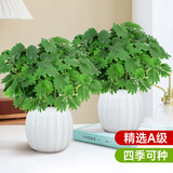 爱优尚含羞草盆栽室内阳台小植物四季常青害羞草怕羞草趣味植物源头直发