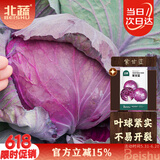 北蔬 紫甘蓝种子苗结球耐裂紫色包菜卷心菜蔬菜种籽 紫甘蓝种子100粒