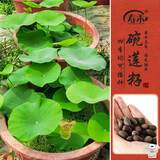 寿禾 开口碗莲种子水培已开口鱼缸植物荷花睡莲绿植 开口碗莲种子10粒
