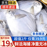 朵芙青岛海捕银鲳鱼 2斤 4斤 白鲳扁鱼平鱼 海鱼 生鲜鱼类 海鲜水产 5-7/斤 2斤尝鲜