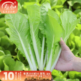 寿禾油菜种子矮脚上海青梗菜蔬菜小白菜快菜春夏寿光蔬种籽四季青菜 快菜速生388小白菜10g袋装