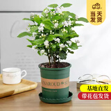 开时果 茉莉花盆栽浓香型 桌面绿植物阳台花卉树苗盆景摆件源头直发包邮 精选茉莉花3-6株【加仑盆】