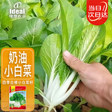 IDEAL 理想农业 四季小白菜种子奶油小白菜种籽阳台盆栽易种植蔬菜种子