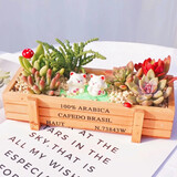 花艺萌多肉植物组合盆栽含盆含土创意diy拼盘花盆肉肉植物室内绿植花卉 招财进宝 含盆