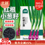 北蔬 小香葱种子苗红葱种头四季庭院阳台种菜籽 红根小葱种子约600粒
