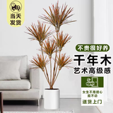 花财主天堂鸟盆栽办公室大型绿植客厅盆栽家用吸甲醛净化空气绿植 4-6头千年木1.6-1.7m【编织盆】