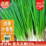 北蔬 四季小香葱种子小葱苗种苗家种盆栽菜种籽 四季小香葱种子1000粒