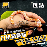 SMVP玉米蛇活物真蛇宠物蛇爬宠幼体翠青异宠白化蛇宠无毒黑王暴风雪盲 白化猪鼻【苗】