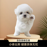 宁宠 比熊犬比熊幼犬白色宠物狗狗活体小狗崽活物茶杯犬狗小型犬 混血级 公