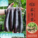 寿禾 蔬菜苗活苗带土发货大全菜苗种苗春夏各种秧苗山东寿光苗子阳台 黑豹长茄苗12棵