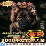 嘉瑰纯种德牧幼犬大型犬狼青犬弓背犬黑背幼犬狼狗幼犬德国牧羊犬幼犬