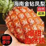 悦己海南金钻凤梨应季新鲜无眼凤梨 生鲜水果1-2个中果 源头直发 凤梨1.2-1.8斤装（1个中果）