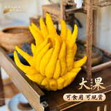临雅佛手柑水养绿植水培植物佛手瓜摆件室内盆栽插花大果1颗源头直发