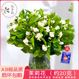悦多彩 鲜花速递情人节 天堂鸟跳舞兰马蹄莲茉莉花洋兰云南基地直发 茉莉花1扎（约20支）