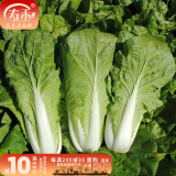 寿禾油菜种子矮脚上海青梗菜蔬菜小白菜快菜夏秋寿光蔬种籽四季青菜 寿禾奶油快菜种子10g