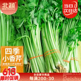 北蔬 芹菜种子种苗阳台盆栽南方脆嫩农家菜种籽 卓脆四季小香芹种子5g