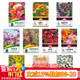 花沃里10款花种子套餐 花卉种子组合太阳花凤仙花向日葵四季种野花种籽