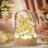 贝乐迪香槟玫瑰永生花积木盆栽DIY拼装玩具520情人节送男女孩生日礼物 茉莉奶白音乐盒+氛围灯+防尘罩