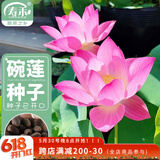寿禾 碗莲种子水培已开口鱼缸植物荷花睡莲绿植 粉玲珑碗莲种子10粒