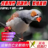 万宠汇 鸟活体虎皮鹦鹉笼养牡丹玄风活鸟学说话手养小太阳鹦鹉宠物鹦鹉 小灰珍珠鸟一只