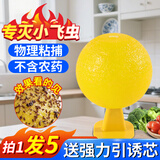 雷灭速果蝇诱捕器粘虫球小飞虫诱捕器粘苍蝇克星家用室内外诱蝇捕蝇神器