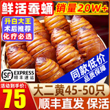 辽梦【销量20万+只】蚕蛹鲜活发货东北特产 新鲜茧蛹特级大黄蚕蛹蝉蛹 大二黄 净重500g【45-50只】