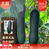 北蔬 黑皮冬瓜种子苗巨型黑皮特大好吃菜园蔬菜种籽 黑皮冬瓜种子50粒