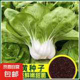 四季蔬菜种子大全菠菜香菜生菜油麦菜苋菜鸡毛菜芹菜矮脚黄蔬菜籽 南京矮脚黄种子1包约1500粒