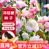 花沃里洋桔梗花种子1000粒 花卉种子家庭盆栽阳台庭院四季水果阳台盆栽