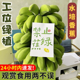 映棠禁止蕉绿广西小米蕉食用观赏带杆拒绝焦虑焦绿水培香蕉整株礼盒装 禁止蕉绿 4斤 -7斤
