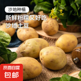 疯抢土豆新鲜现挖2024新土豆农家马铃薯黄皮黄心 黄心土豆小果 3斤(净重)