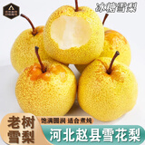 南步河北赵县雪花梨 赵州特产冰糖雪梨秋月梨香梨鸭梨皇冠梨新鲜水果 4.5斤 大果【单果280g+】彩箱